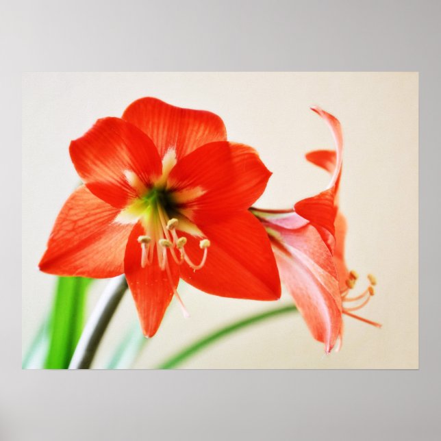 Affiche Fleur Amaryllis rouge (Devant)