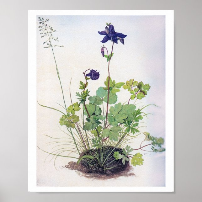 Affiche Fleur Aquilegia vulgaris, Albrecht Durer (Devant)