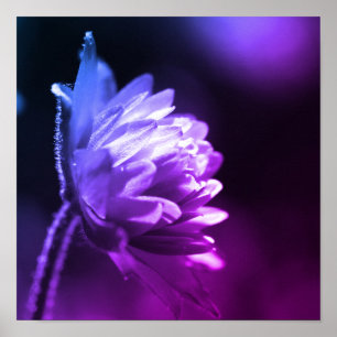 Affiche Fleur Au Soleil Noir Et Blanc Couleur Tint