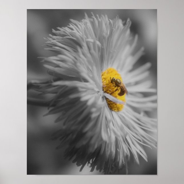 Affiche Fleur Avec Couleur Partielle Abeille (Devant)