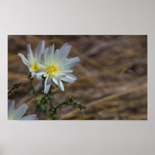 Affiche fleur blanche