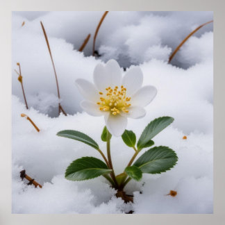 Affiche fleur blanche