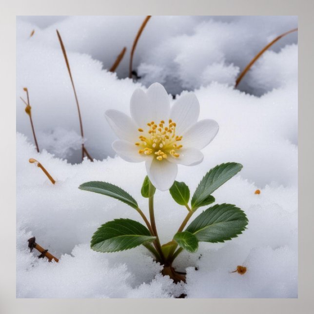 Affiche fleur blanche (Devant)