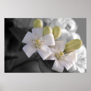 Affiche Fleur blanche