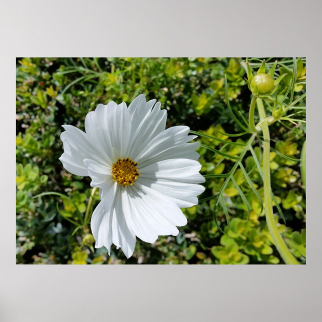 Affiche fleur blanche brillante (Devant)