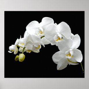 Posters Affiches Toiles Orchidee Blanche Zazzle Fr
