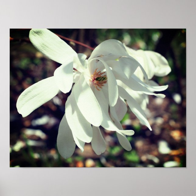 Affiche Fleur Blanche Magnolia Grosso (Devant)