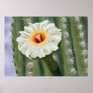 Affiche Fleur blanche Saguaro Cactus illustrée