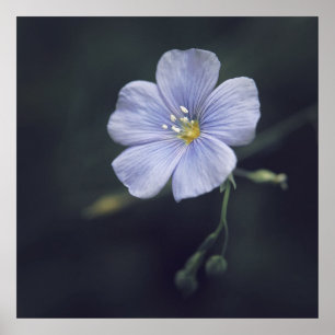 Affiche Fleur bleue de lin sur l'arrière - plan foncé