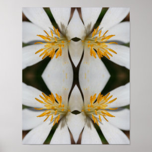 Affiche Fleur Bloodroot Blanc Fermer miroir Abstrait