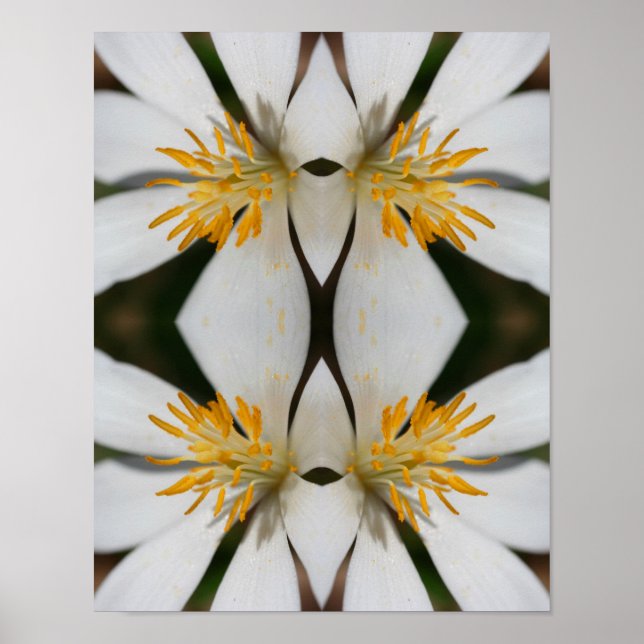 Affiche Fleur Bloodroot Blanc Fermer miroir Abstrait (Devant)