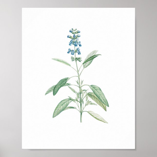 Affiche Fleur botanique vintage Sage (Devant)