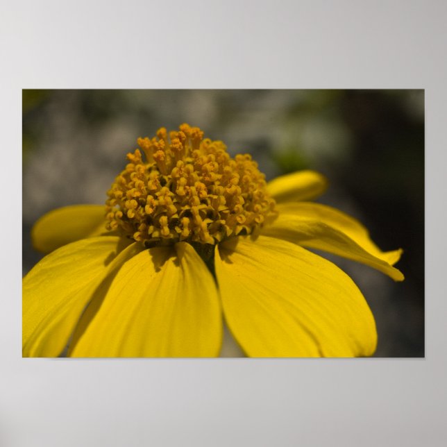 Affiche Fleur Brittlebrush du désert (Devant)