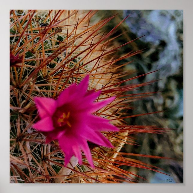 Affiche Fleur Cactus (Devant)