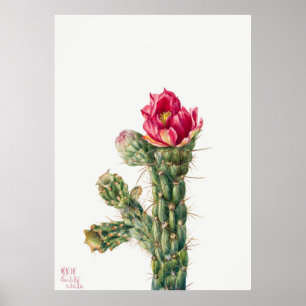 Affiche Fleur Cactus