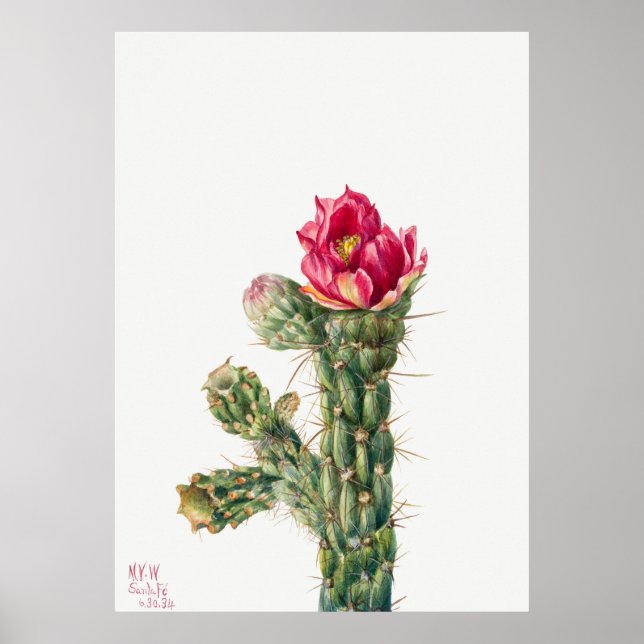 Affiche Fleur Cactus (Devant)