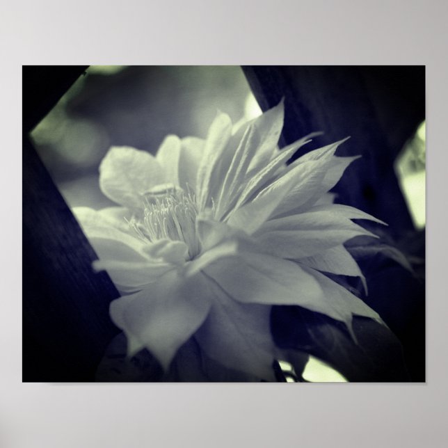 Affiche Fleur Clematis Nichée Noir Et Blanc (Devant)