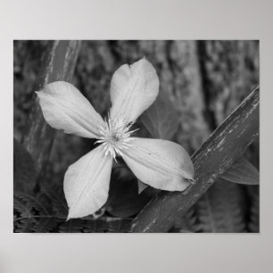 Affiche Fleur Clematis Simple Noir Et Blanc