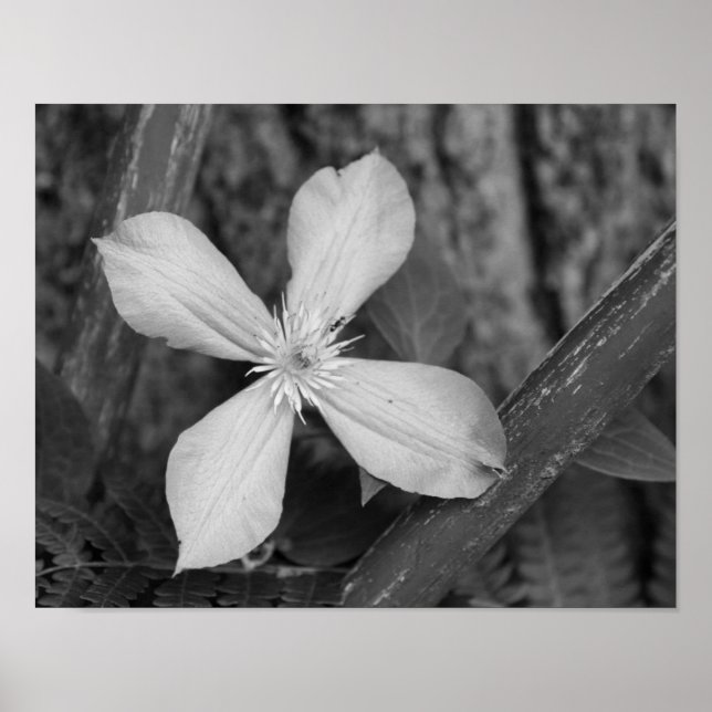 Affiche Fleur Clematis Simple Noir Et Blanc (Devant)
