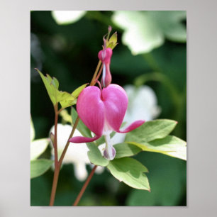 Affiche Fleur coeur à saignement rose unique