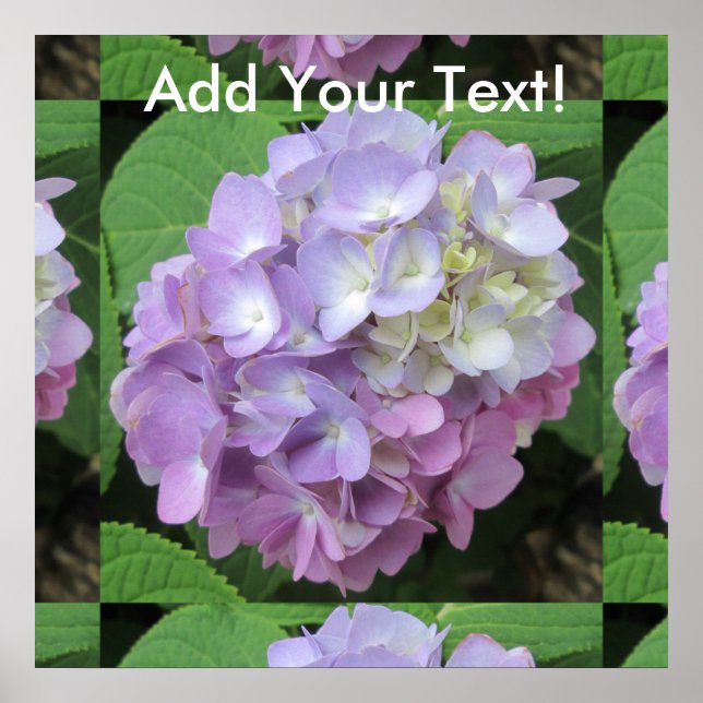 Affiche Fleur colorée d'Hydrangea (Devant)