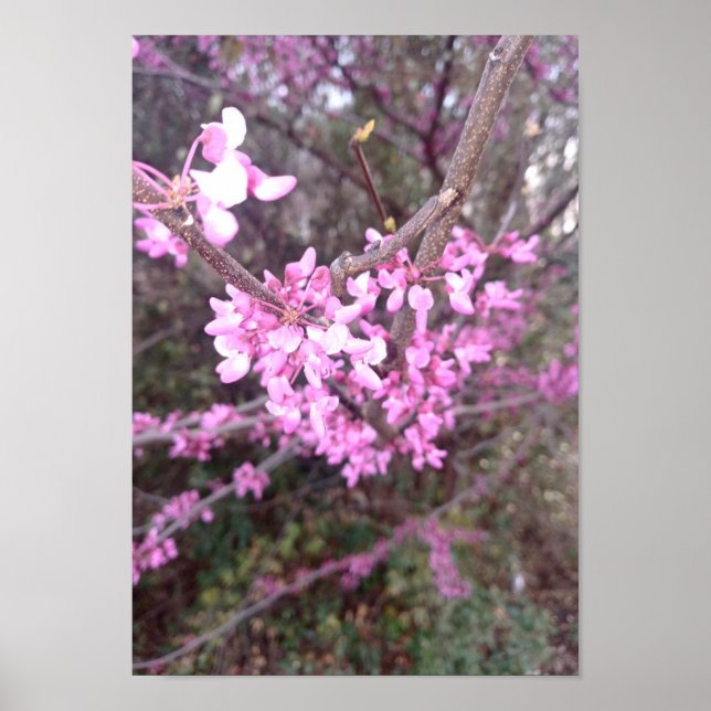 Affiche Fleur complète (Devant)