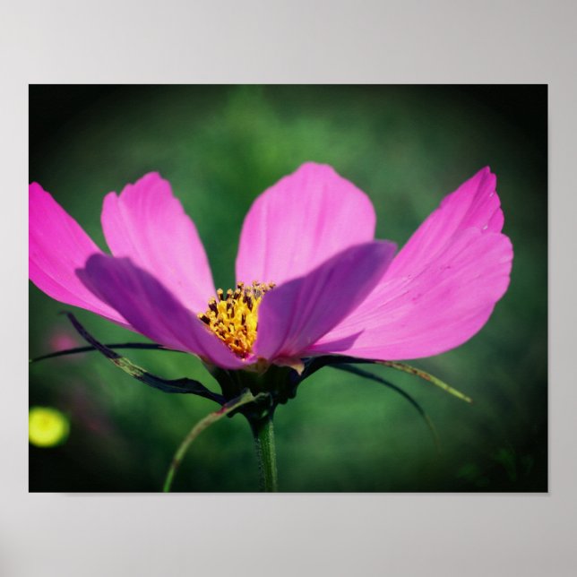 Affiche Fleur Cosmos Rose Unique En Fleur (Devant)