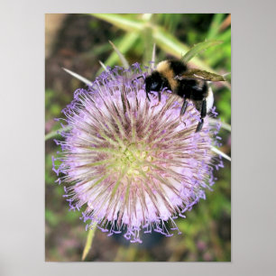 AFFICHE FLEUR D'ABEILLE ET DE CARDÈRE