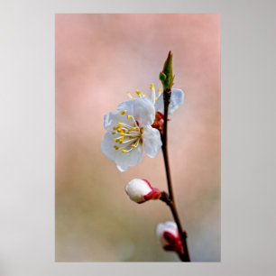 Affiche Fleur d'abricot japonaise parfaite