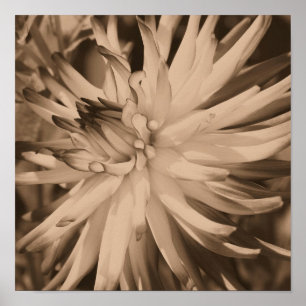 Affiche Fleur Dahlia Gros Plan En Sepia Vintage