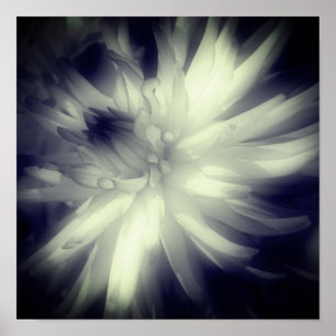 Affiche Fleur Dahlia Noir Et Blanc Haut Contraste