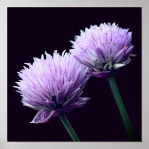 Affiche Fleur d'ail oignon violet en gros plan
