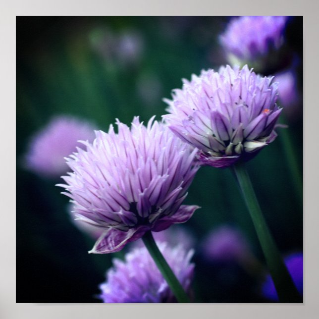Affiche Fleur d'ail oignon violet en gros plan (Devant)