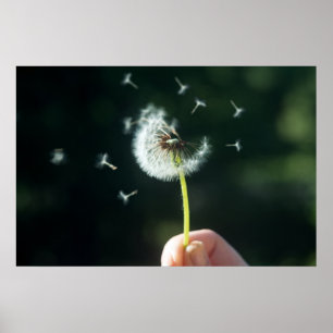 Affiche Fleur Dandelion