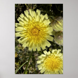 Affiche Fleur Dandelion