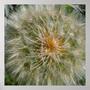 Affiche Fleur Dandelion