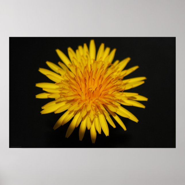 Affiche Fleur Dandelion wapcn (Devant)