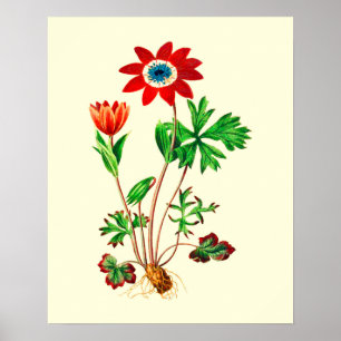 Affiche Fleur d'anémone étoile vintage