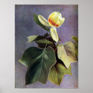 Affiche Fleur d'arbre de tulipe