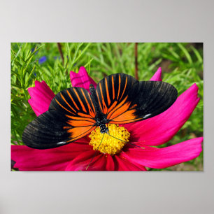 Affiche fleur d'aster mexicain avec une Doris Longwing 