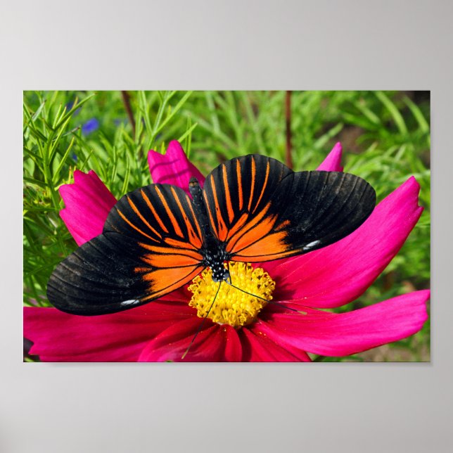 Affiche fleur d'aster mexicain avec une Doris Longwing  (Devant)