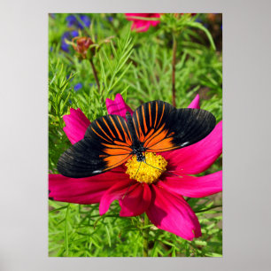 Affiche Fleur d'aster mexicain avec une Longwing Doris