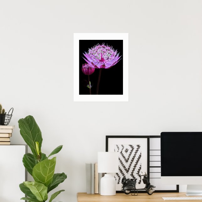 Affiche Fleur d'Astrantia rose sur fond floral noir (Bureau à domicile)