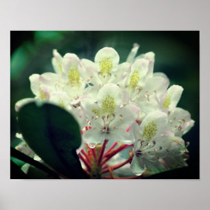 Affiche Fleur d'Azalea Blanc Avec Raindrops