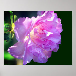 Affiche Fleur d'azalée rose