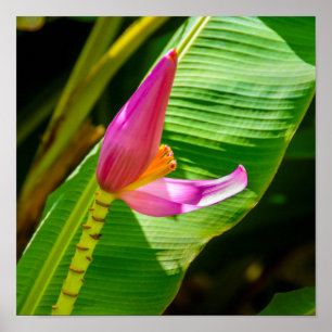 Affiche Fleur de banane, jardins de Limahuli, verticale de