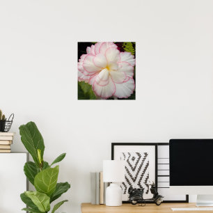 Affiche Fleur de bégonia tubéreux blanc