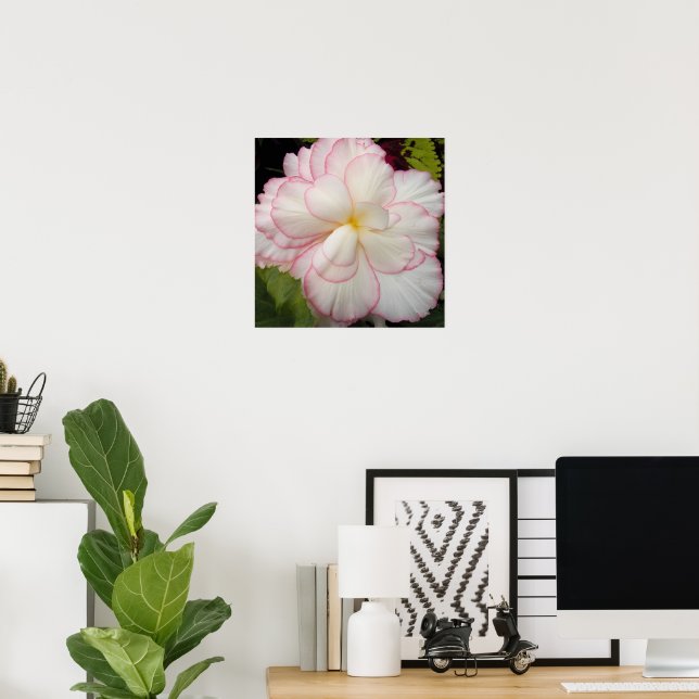 Affiche Fleur de bégonia tubéreux blanc (Bureau à domicile)