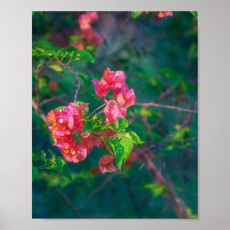 Affiche Fleur de bougainvillée rose Photographie Murale Po