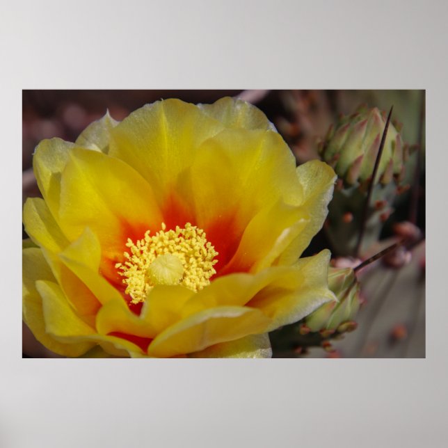 Affiche fleur de cactus (Devant)